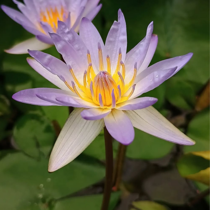 Micrantha Tropical Waterlily
