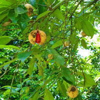 Jaiphal Grafted Tree