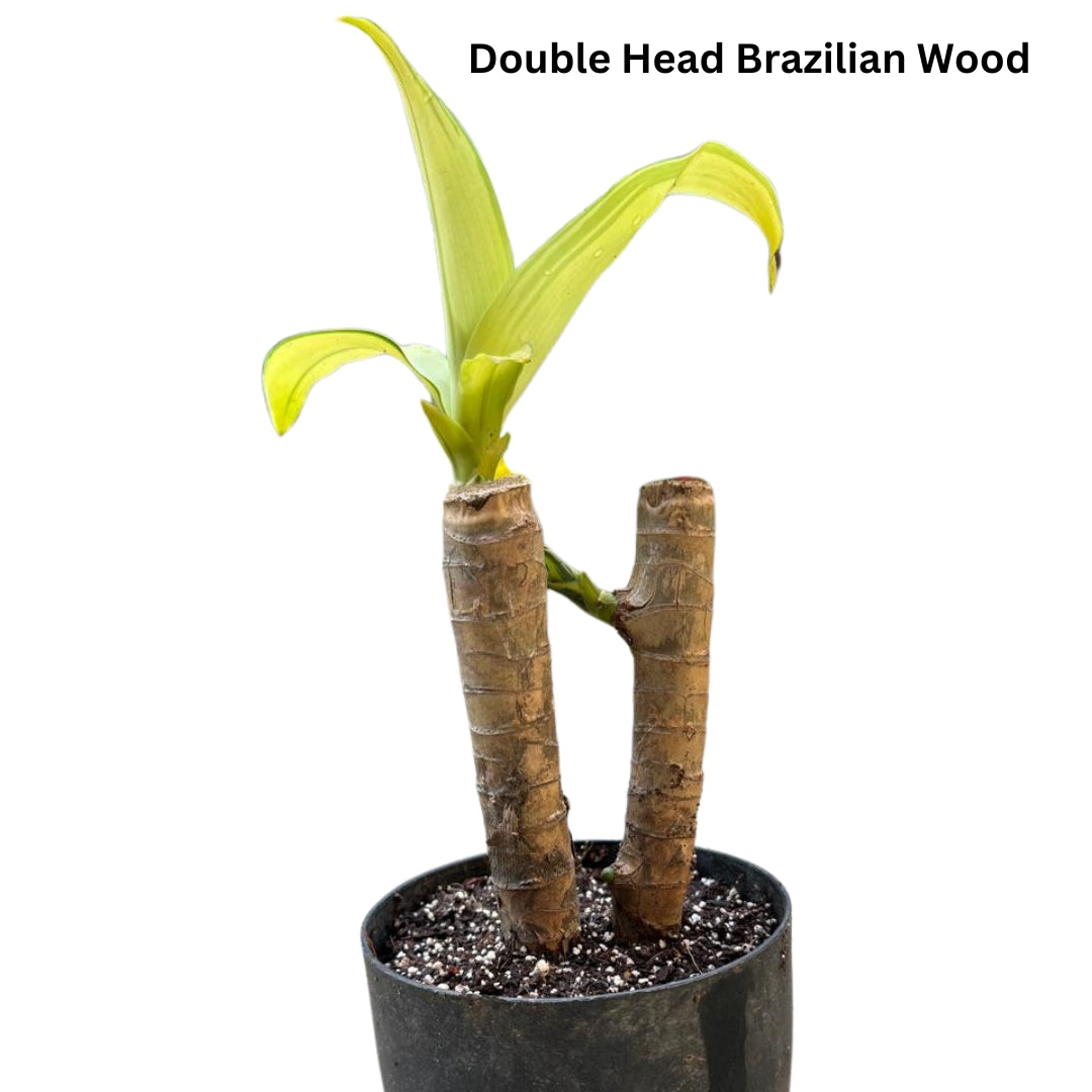 Brazilian Wood Plant - Bloomed Plant