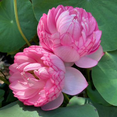 Madhu Radha Micro Lotus Tuber