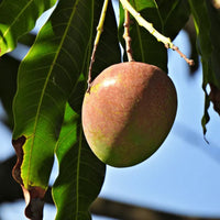 Subarnarekha Grafted Mango Tree