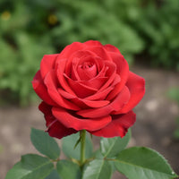 Hybrid Rose Plant