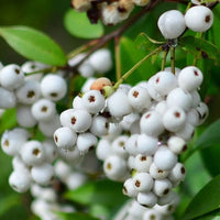 Cat's Eye Berry Fruits