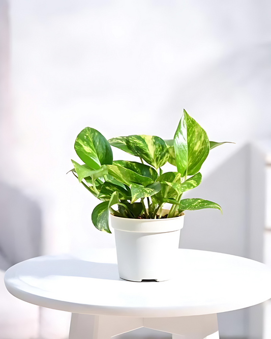 Money Plant Green Variegated