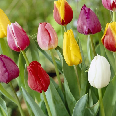 Tulip Bulbs - Mix Colours (Netherland Imported)