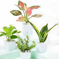 Evergreen Harmony Plant Bundle (Pack of 4)