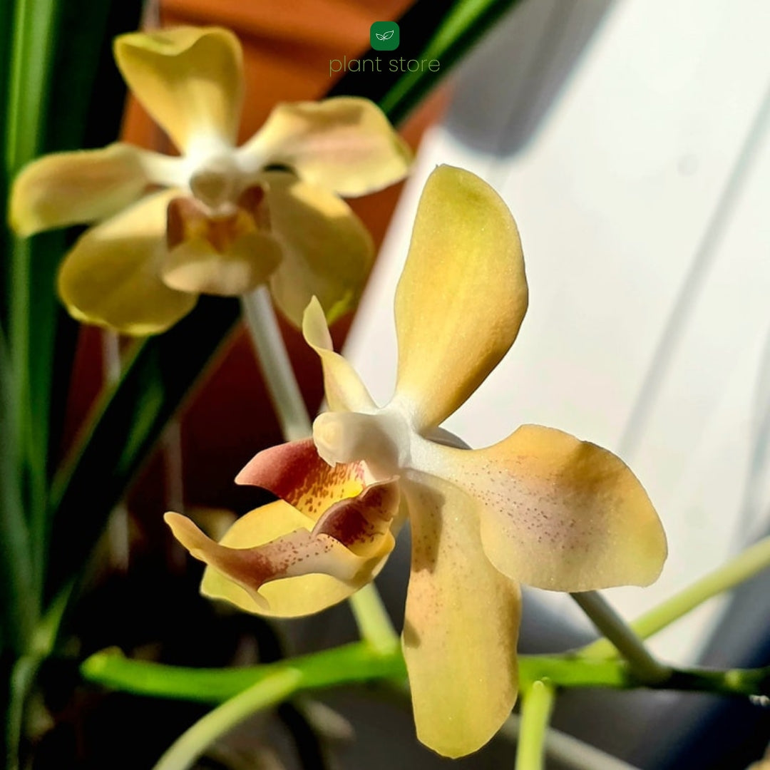 Paraphalaenopsis Laycockii x Vanda Denisoniana Hybrid - Blooming Size (Ultra Rare)