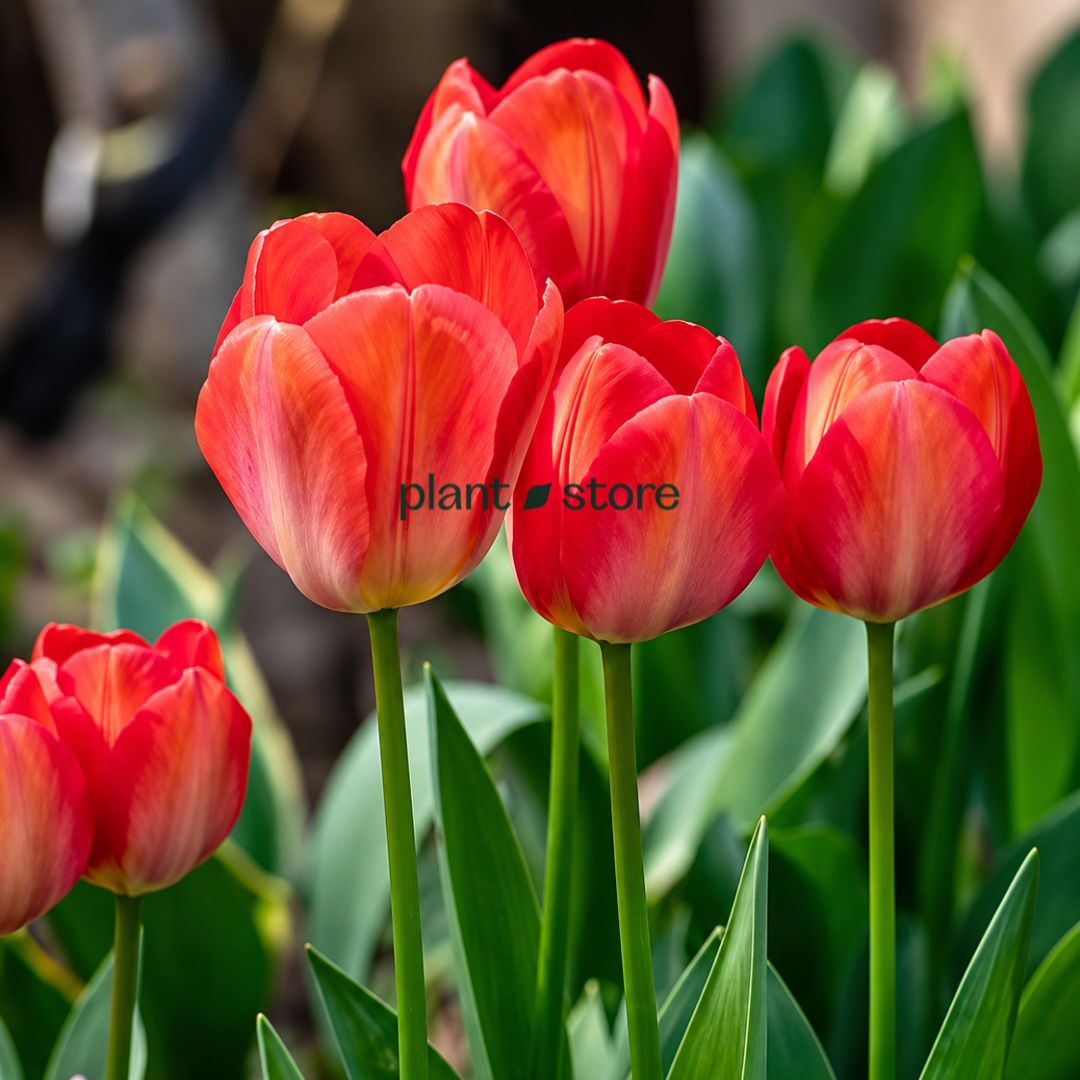 Dutch Tulip Red Impression Flowering Bulbs (Netherland Imported)