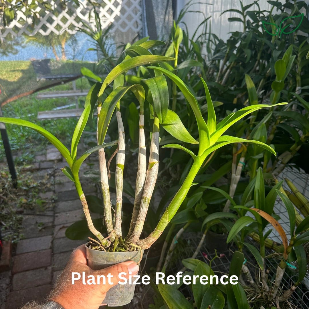Tropical Elegance: 10 Blooming Size Dendrobium Orchids - plant store® 