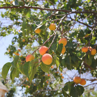 Khumani (Apricot) Grafted Tree