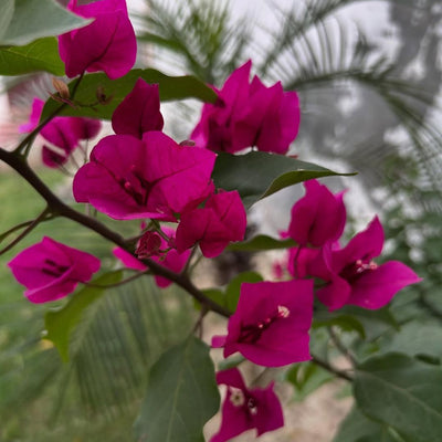 Strawberry Pink Bougainvillea