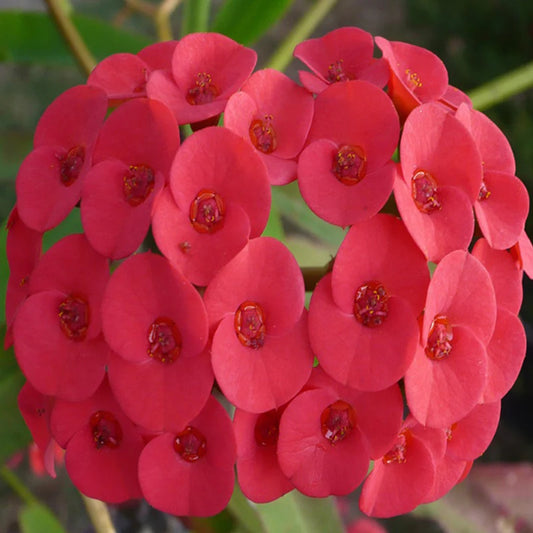 Euphorbia Milii Plant - Crown of Thrones with Red Flowers