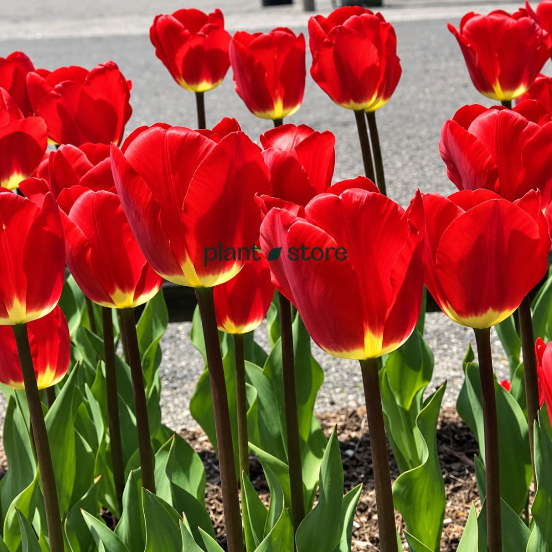 Dutch Tulip Fostery King  Flowering Bulbs (Netherland Imported)