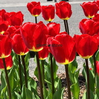 Dutch Tulip Fostery King  Flowering Bulbs (Netherland Imported)