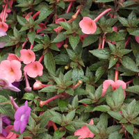 Achimenes flowering bulbs