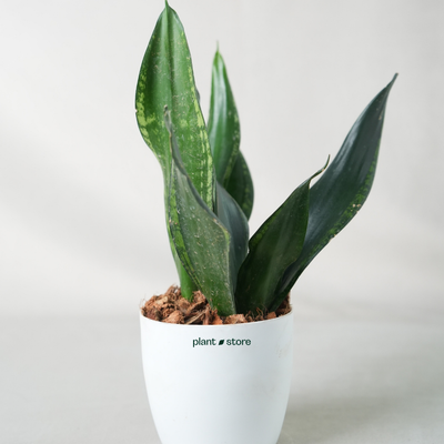 Snake Plant - Black