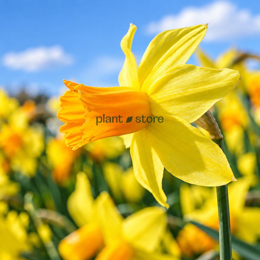 Daffodils - Jet Fire Double Petal (Imported)
