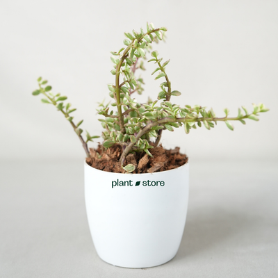 Variegated Jade, Elephant Bush - Bare Rooted
