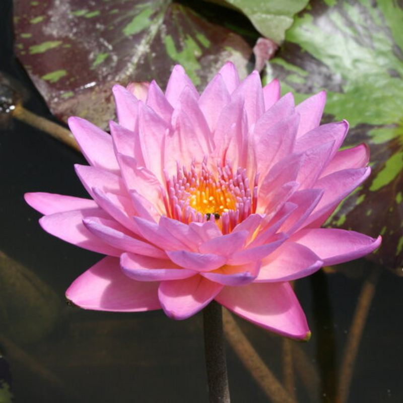 Coral Sky Tropical Waterlily