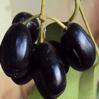 Thai King Jamun Grafted Tree