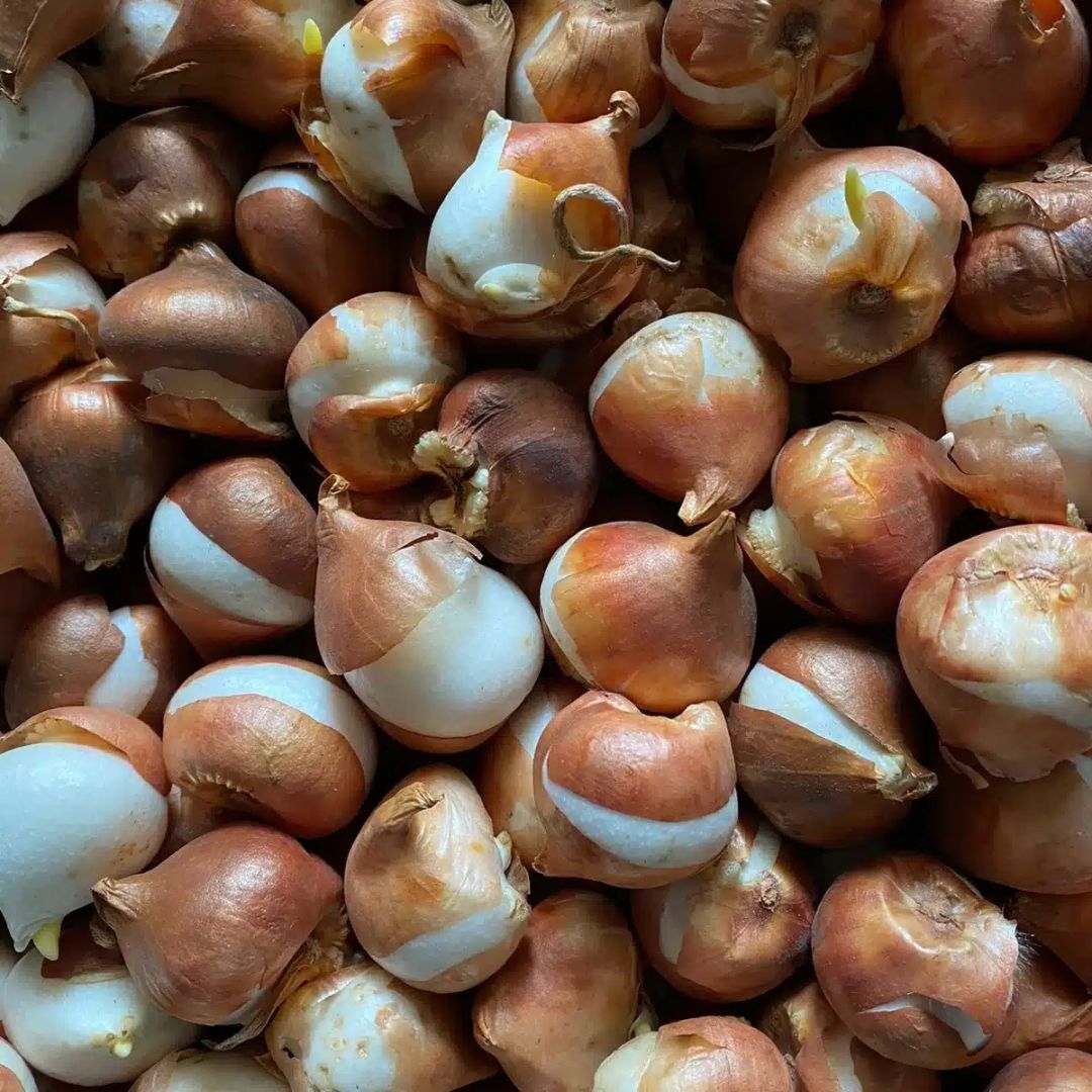Dutch Tulip Bulbs - Mix Colours (Netherland Imported)