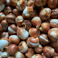Dutch Tulip Bulbs - Mix Colours (Netherland Imported)