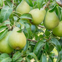 Nashpati Hybrid Fruit