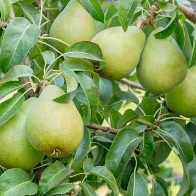 Nashpati Hybrid Fruit