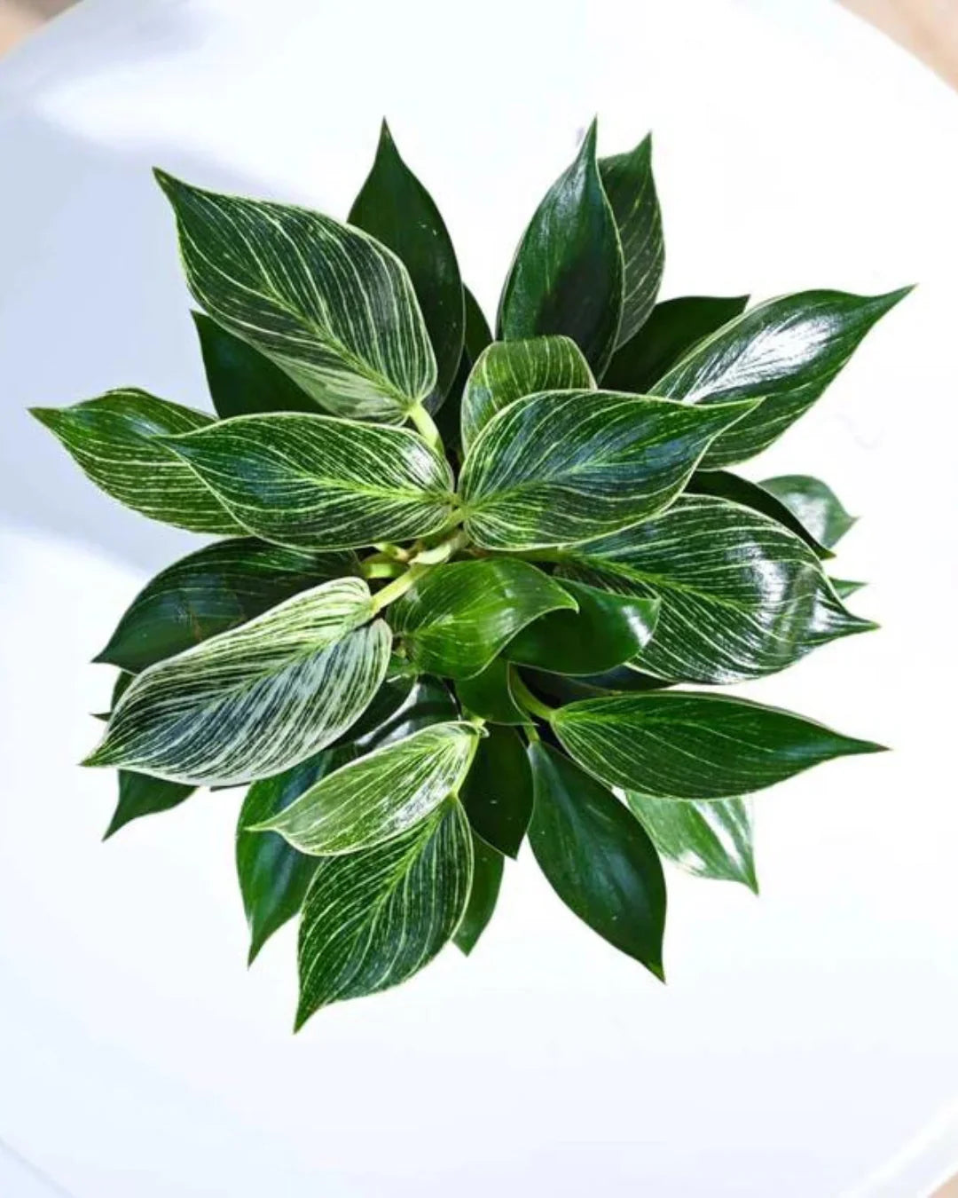 The Elegant Greenery Collection - Ixora, Peperomia, Black Money Plant & Philodendron