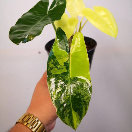 Philodendron Variegated Burle Marx