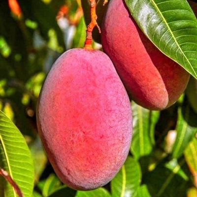 Hong Siang Red Dragon (Baramasi) Mango Grafted Tree