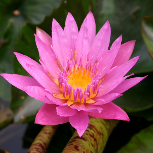 Queen of Siam Tropical Waterlily