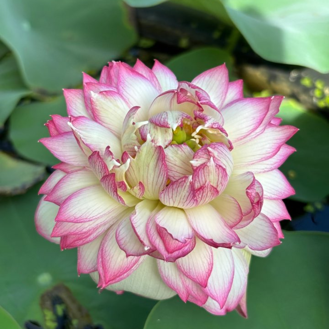Tinh TyTy Lotus Tuber