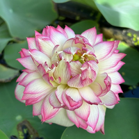 Tinh TyTy Lotus Tuber