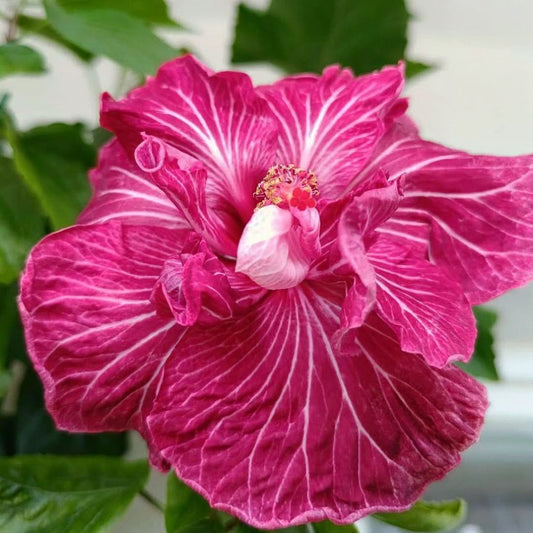 Tahitian Dragons Lair Hibiscus Flower Plant