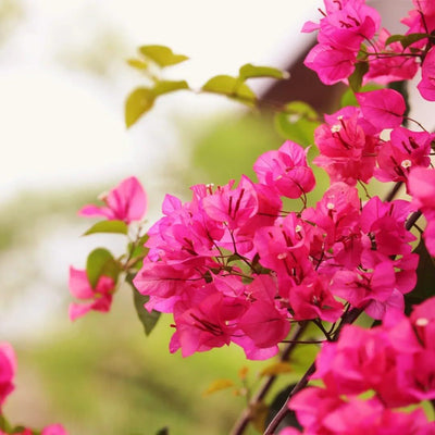 Dr Rao Variegated Bougainvillea
