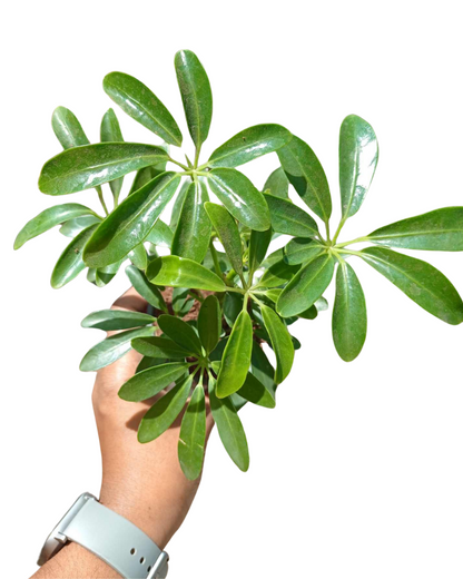 Schefflera Green Plant with Pot