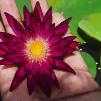 Subsomboon Tropical Waterlily