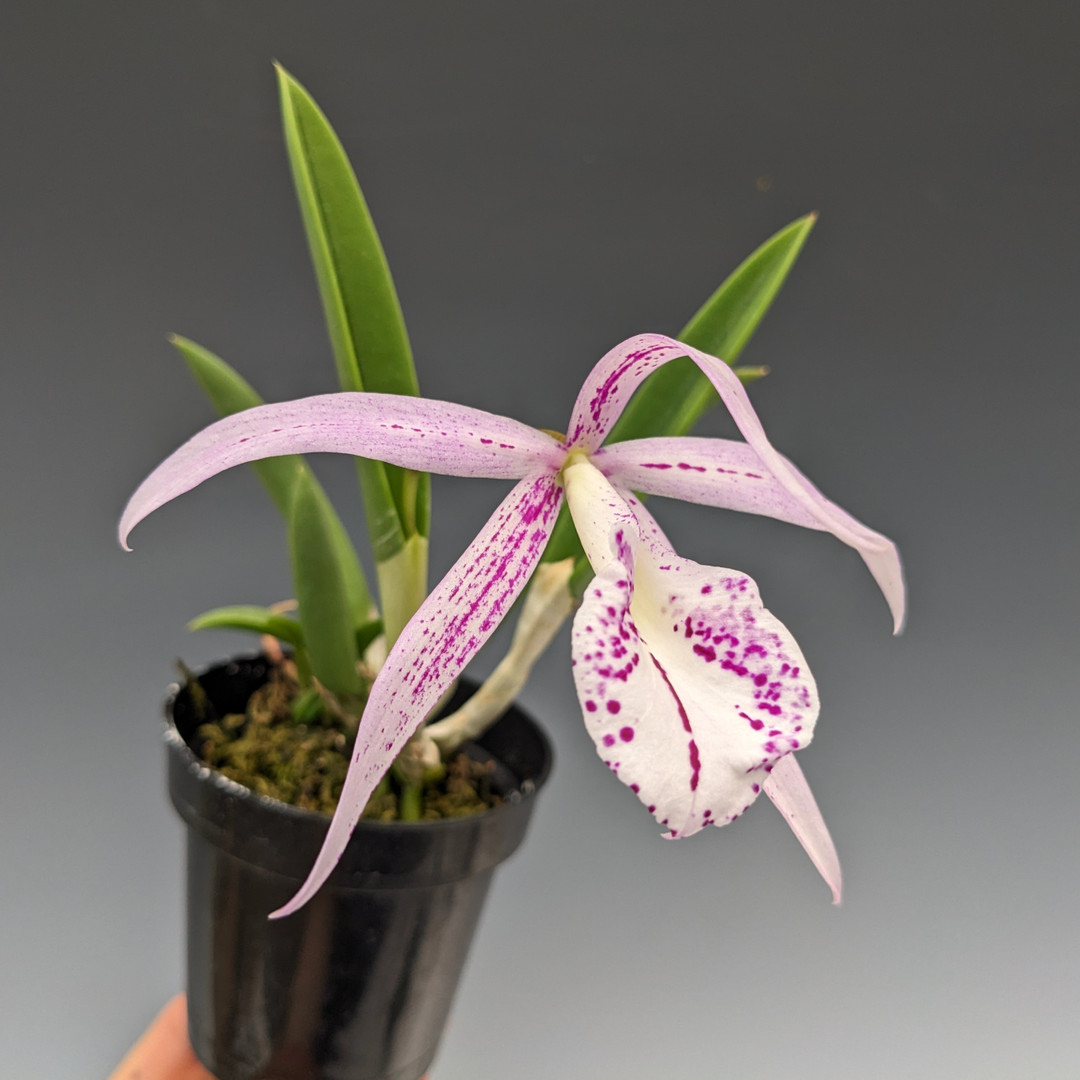 Cattleya Nakorn Pathom Silver (Nearly Blooming Size) - plant store® 