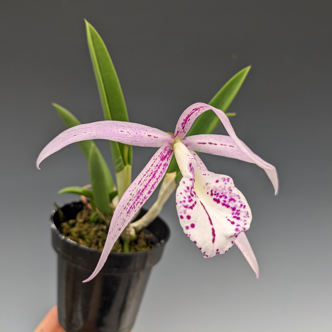 Cattleya Nakorn Pathom Silver (Nearly Blooming Size)