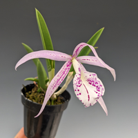 Cattleya Nakorn Pathom Silver (Nearly Blooming Size) - plant store® 