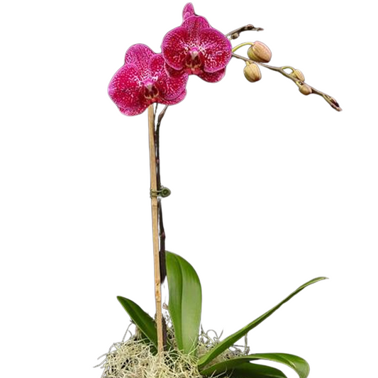 Phalaenopsis Ox Little Prince with Buds/Flowers