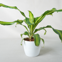 Dracaena Dara Singh
