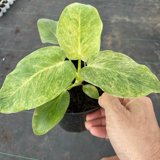 Philodendron Giganteum Blizzard