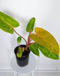 Philodendron Orange Marmalade Plant - plant store® 