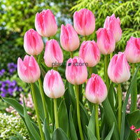 Dutch Tulip First Class Flowering Bulbs (Netherland Imported)