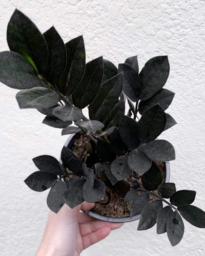 Zamioculcas Zamiifolia Raven 