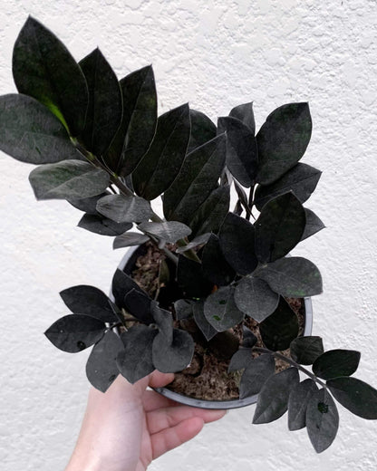 Zamioculcas Zamiifolia Raven "Black" ZZ Plant