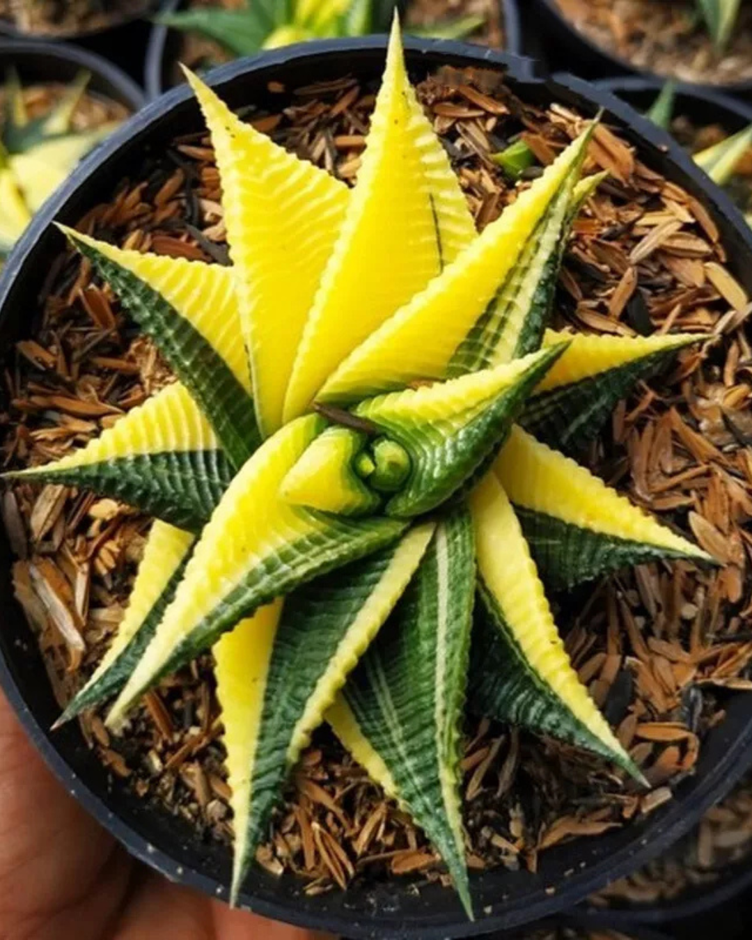 Haworthia Limifolia Variegated - plant store® 