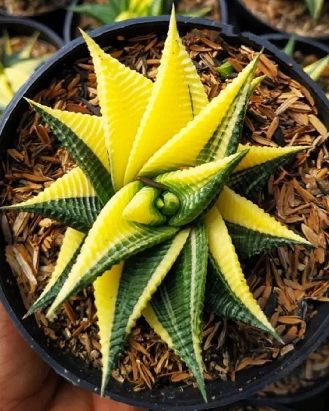 Haworthia Limifolia Variegated